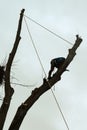 A man cuts high branches of trees, an arborist with a chain saw clears a tree of high dangerous rough branches.