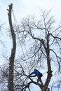 A man cuts high branches of trees, an arborist with a chain saw clears a tree of high dangerous rough branches.