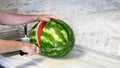 A man cuts a large watermelon with a knife. senior man cutting a ripe watermelon