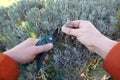 man cuts lavender branch to make cuttings. propagating lavender Royalty Free Stock Photo