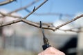 A man cuts off a fruit tree with secateurs. Peach tree Royalty Free Stock Photo