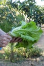 Man cuts the stalk of a romaine lettuce Royalty Free Stock Photo
