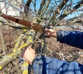 A man cuts a tree branch with a saw in the garden. spring pruning. gardening. removal of damaged plants Royalty Free Stock Photo