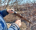 A man cuts a tree branch with a saw in the garden. spring pruning. gardening. removal of damaged plants