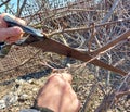 A man cuts a tree branch with a saw in the garden. spring pruning. gardening. removal of damaged plants Royalty Free Stock Photo