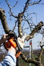 Man cuts tree branches with a chainsaw Royalty Free Stock Photo