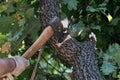 Man cuts a tree brunch