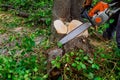 Man cuts tree with chainsaw, concept of deforestation. Royalty Free Stock Photo