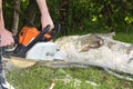 The Man cuts tree with chainsaw