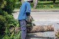 Man cuts tree felling tree with chainsaw. Occupation cut tree Royalty Free Stock Photo