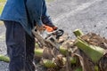 Man cuts tree felling tree with chainsaw. Occupation cut tree Royalty Free Stock Photo