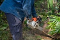 Man cuts tree felling tree with chainsaw. Occupation cut tree Royalty Free Stock Photo