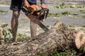 Man cuts tree felling tree with chainsaw. To work without security. Royalty Free Stock Photo