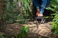 Man cuts tree felling tree with chainsaw. Occupation cut tree Royalty Free Stock Photo