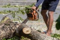 Man cuts tree felling tree with chainsaw. To work without security. Royalty Free Stock Photo