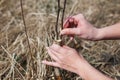 A man cuts a wild apple in the garden. Graft