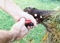 Man Cutting Branch with Gardening Shears