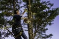 Man cutting branches with chainsaw Royalty Free Stock Photo
