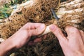 Man cutting calcots, sweet onions typical of Catalonia, Spain Royalty Free Stock Photo