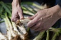 Man cutting calcots, sweet onions typical of Catalonia, Spain Royalty Free Stock Photo