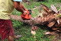 Man cutting coconut trees with a electric chainsaw