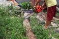Man cutting coconut trees with a electric chainsaw Royalty Free Stock Photo
