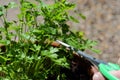 Man cutting a flat leaf parsley plant