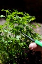 Man cutting a flat leaf parsley plant