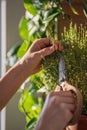 Man cutting fresh sprig of home grown thyme herb for cooking with scissors closeup