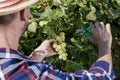 man cutting grapes with scissors in garden