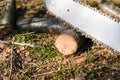 Man cutting piece of wood with chainsaw Royalty Free Stock Photo