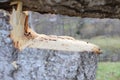 Man cutting a piece of wood by using saw machine Royalty Free Stock Photo