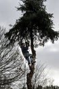 Man cutting pine tree with chain saw