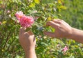 Man cutting roses with a pruner. Hands holding secateurs. Royalty Free Stock Photo