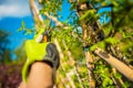 Man Cutting Small Branches Of Young Tree Royalty Free Stock Photo