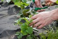 Man cutting strawberry leaves with garden pruner