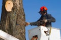 Man cutting tree