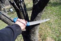 Man cutting tree branch with the handsaw Royalty Free Stock Photo
