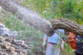 Man is cutting a tree with a chainsaw, broken the trunk tree after a hurricane Royalty Free Stock Photo