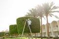 Man is cutting trees in the park professional gardener in a uniform cuts bushes Royalty Free Stock Photo