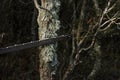 Man cutting trees using an electrical chainsaw in the forest Royalty Free Stock Photo