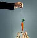 Man dangling a carrot Royalty Free Stock Photo