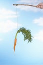 Man Dangling Carrot From Stick