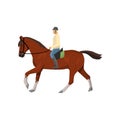 Man riding dark brown jogging horse isolated against white background Royalty Free Stock Photo