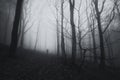 Man in dark scary forest with fog Royalty Free Stock Photo