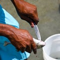 Man deboning fish with knife Royalty Free Stock Photo