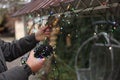 Man decorating house with Christmas lights outdoors, closeup Royalty Free Stock Photo