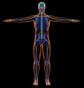 Man diagram x-ray nervous system