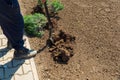 Man digging the garden. Spud the soil. Man digs a hole to plant a tree. Man loosens dirt in the farmland, gardening, agriculture Royalty Free Stock Photo