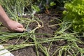 Man digging harvesting shallots from a raised vegetable patch garden. Royalty Free Stock Photo